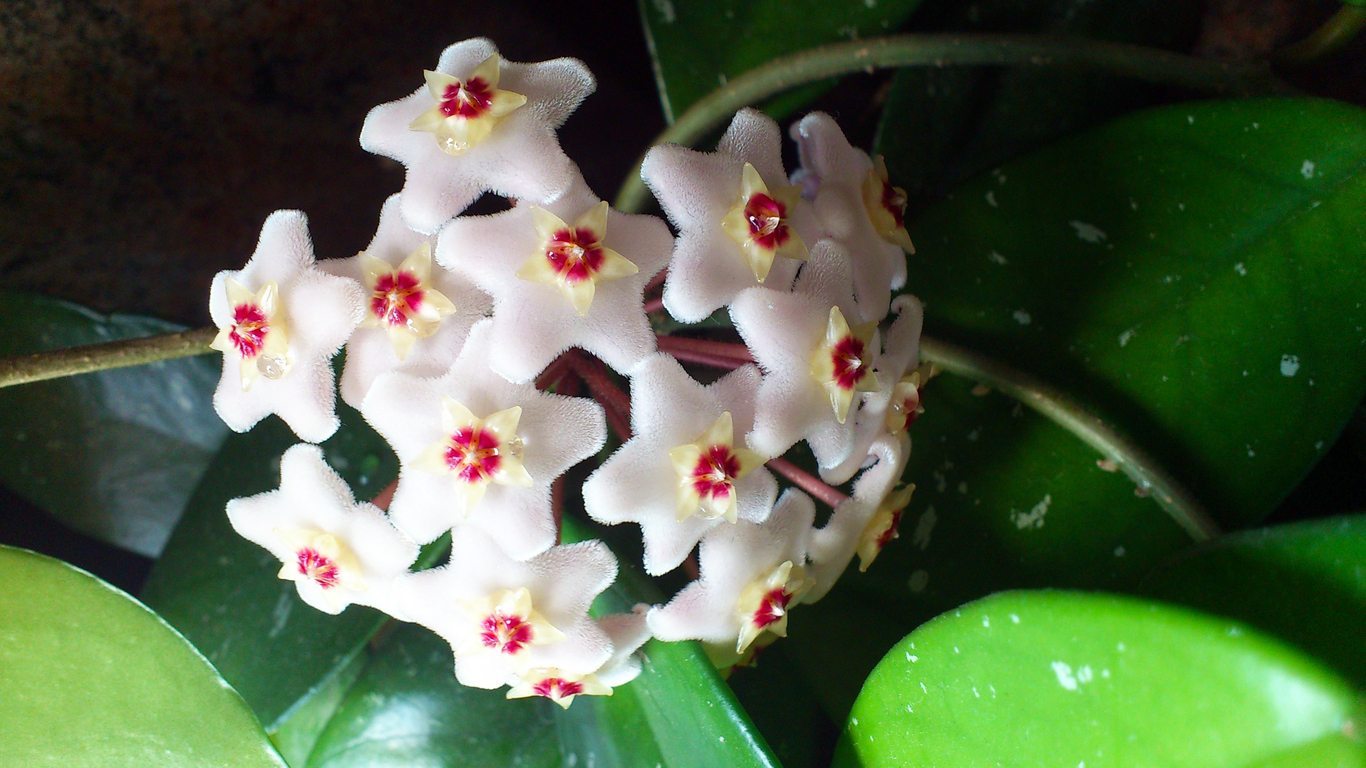 The Ultimate Guide To Propagate Hoya Carnosa (leaf & stem cutting method explained)