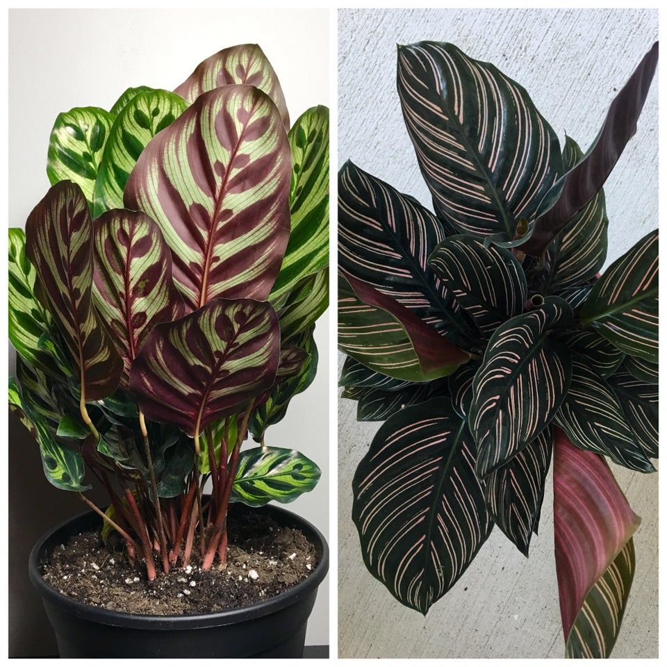 Can Calathea Grow Outside?