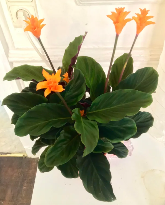 Should I get a Calathea Crocata Plant?  (Tassmania Bloom)