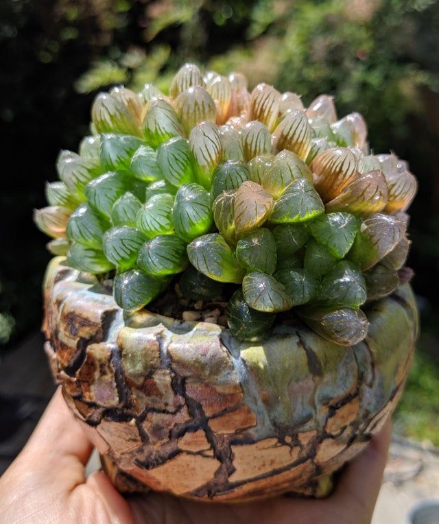 How Often Do Haworthia Bloom