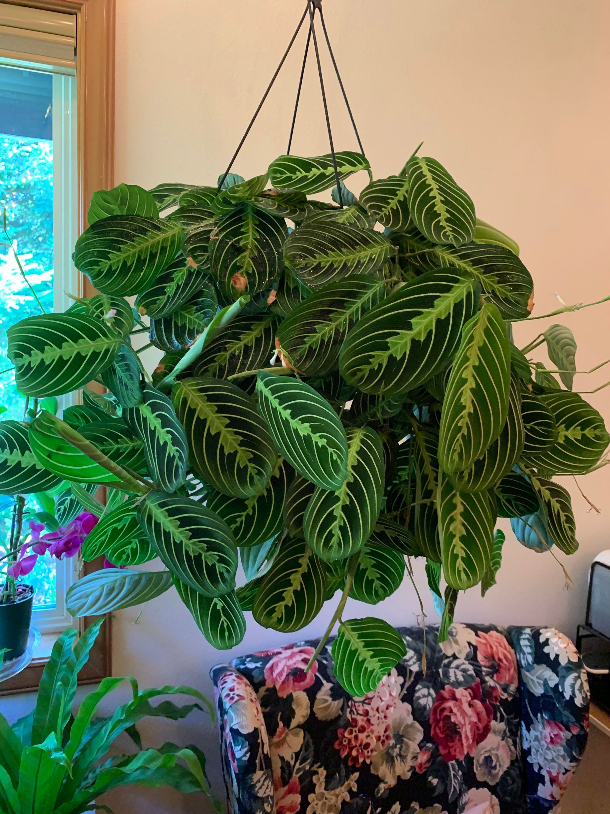 Troubleshooting: Common Prayer Plant Problems (Maranta Leuconeura)