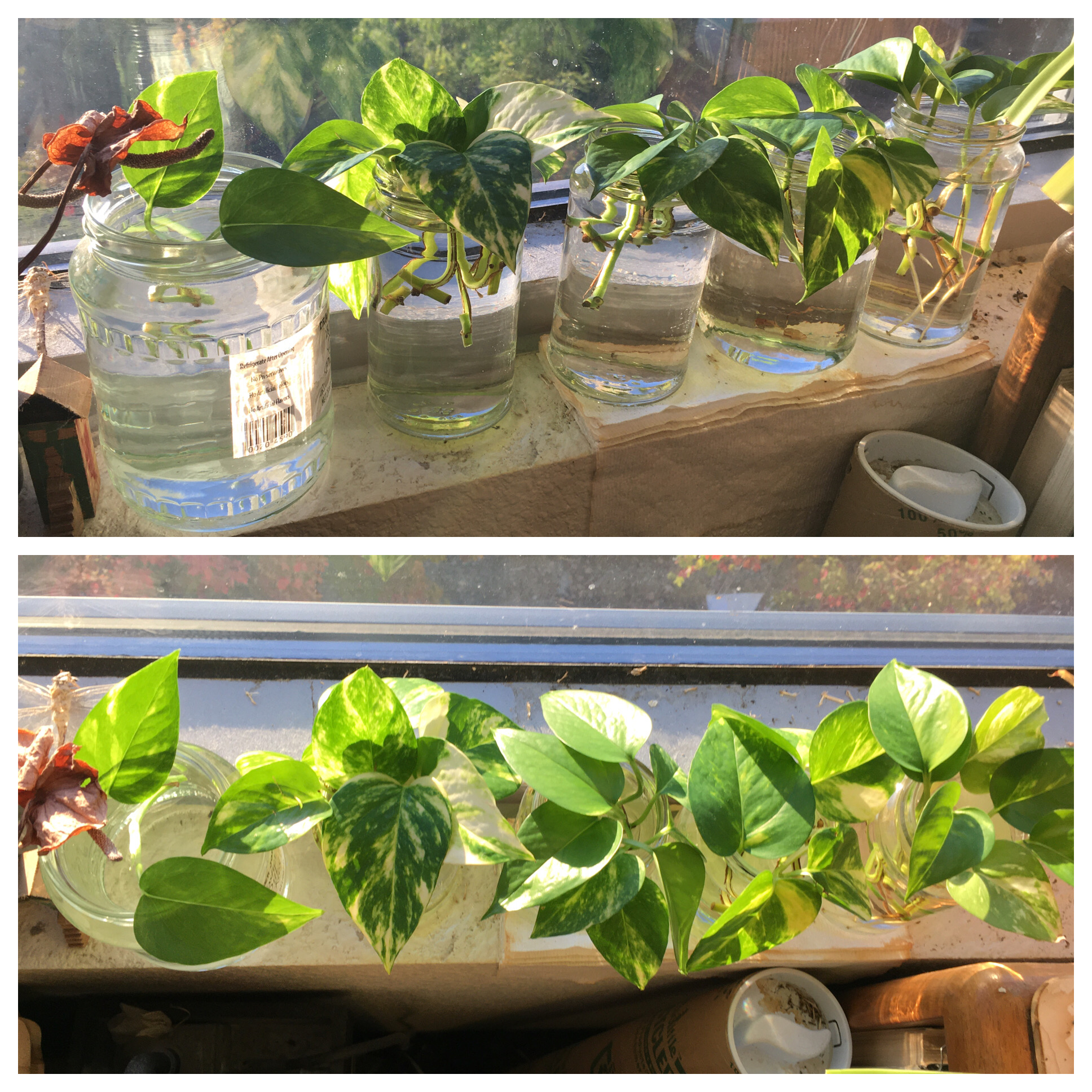 Propagating Pothos in Water & Grow Mediums