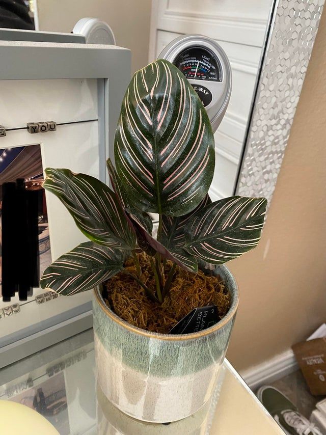 How I purchased my Calathea Ornata