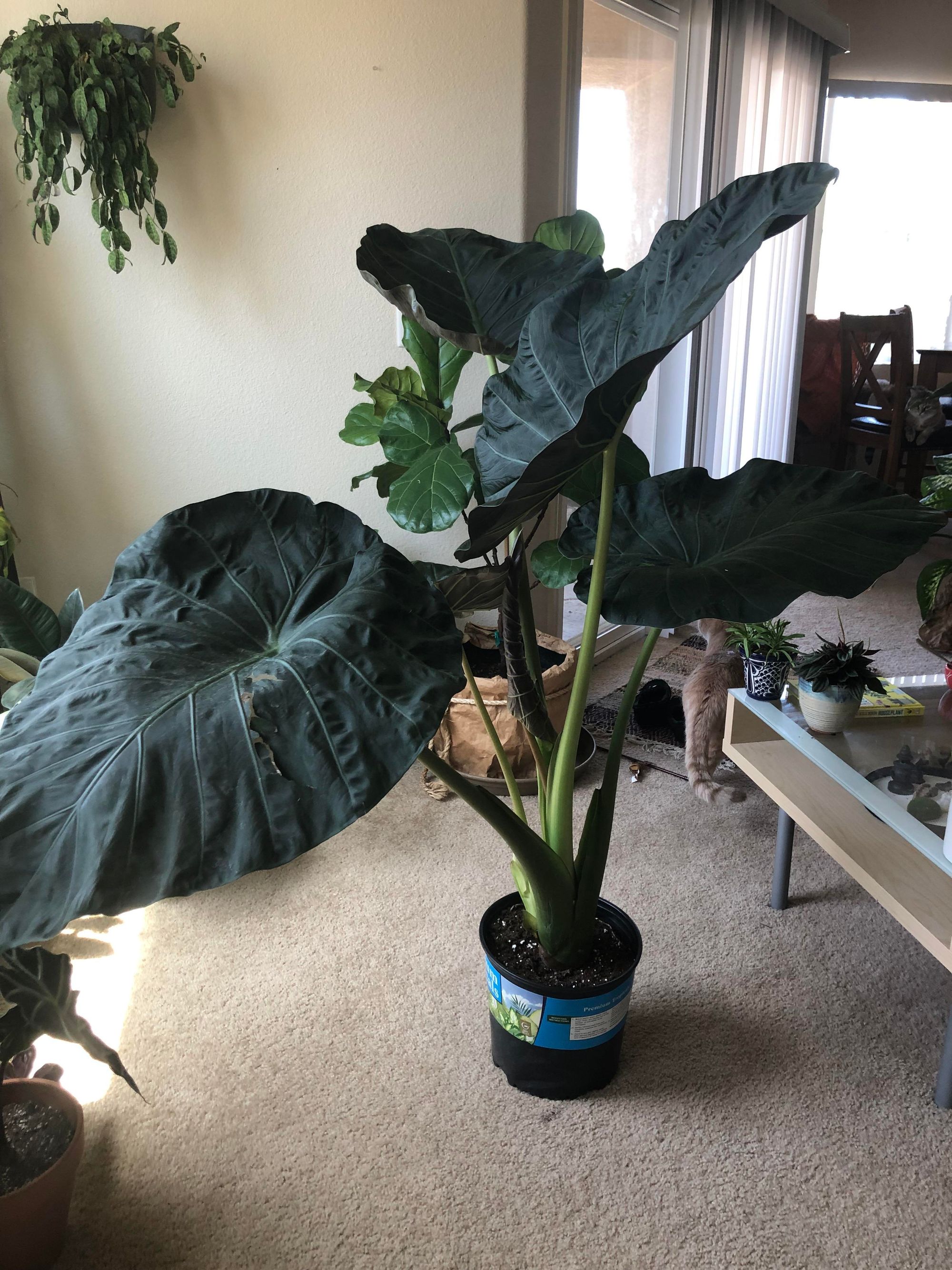 Elephant Ear Philodendron