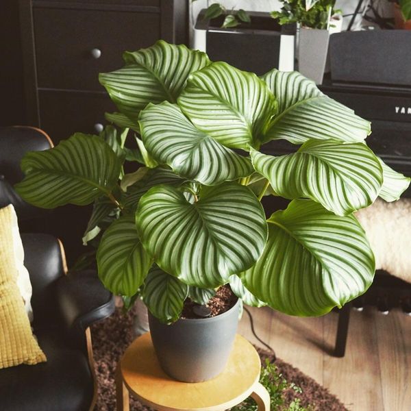 Caring for Diva plants - Calathea Orbifolia