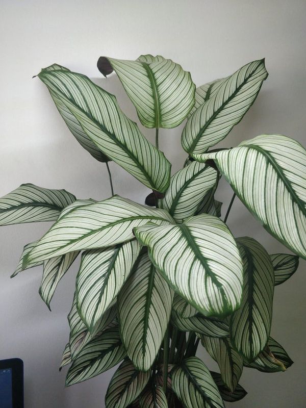 How to care for Calathea Majestica Whitestar