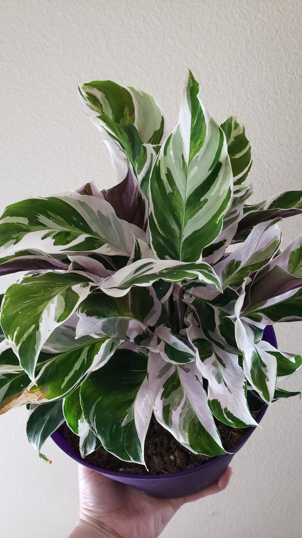 7 facts about the Calathea White Fusion (Calathea Lietzei)