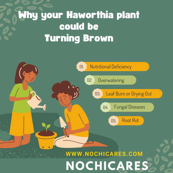 9 Reasons Why Your Haworthia is turning Brown