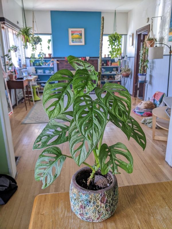 Can Monstera Adansonii Live In Low Light?